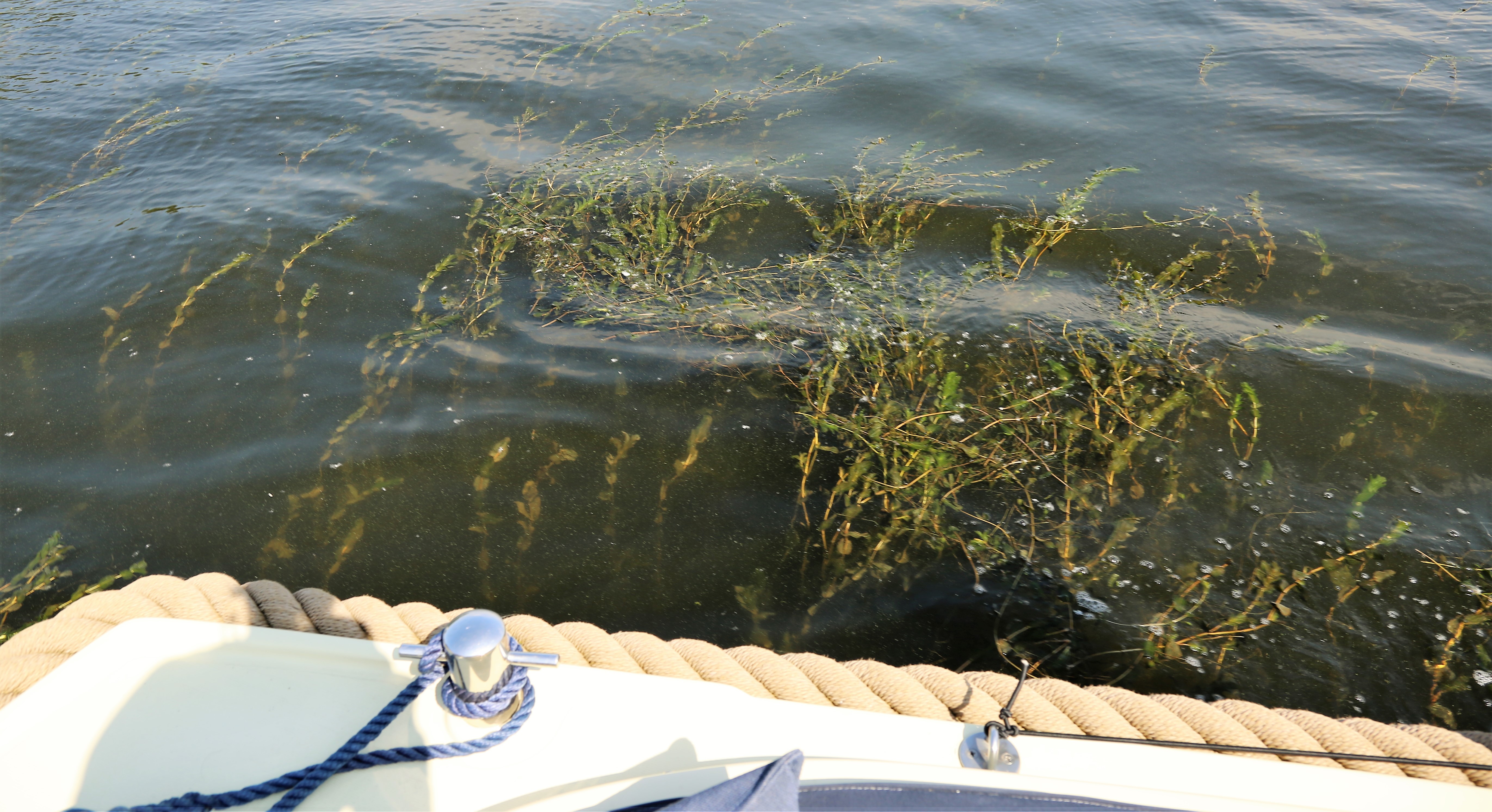 LUDIEKE ACTIE WATERPLANTEN PROBLEEM