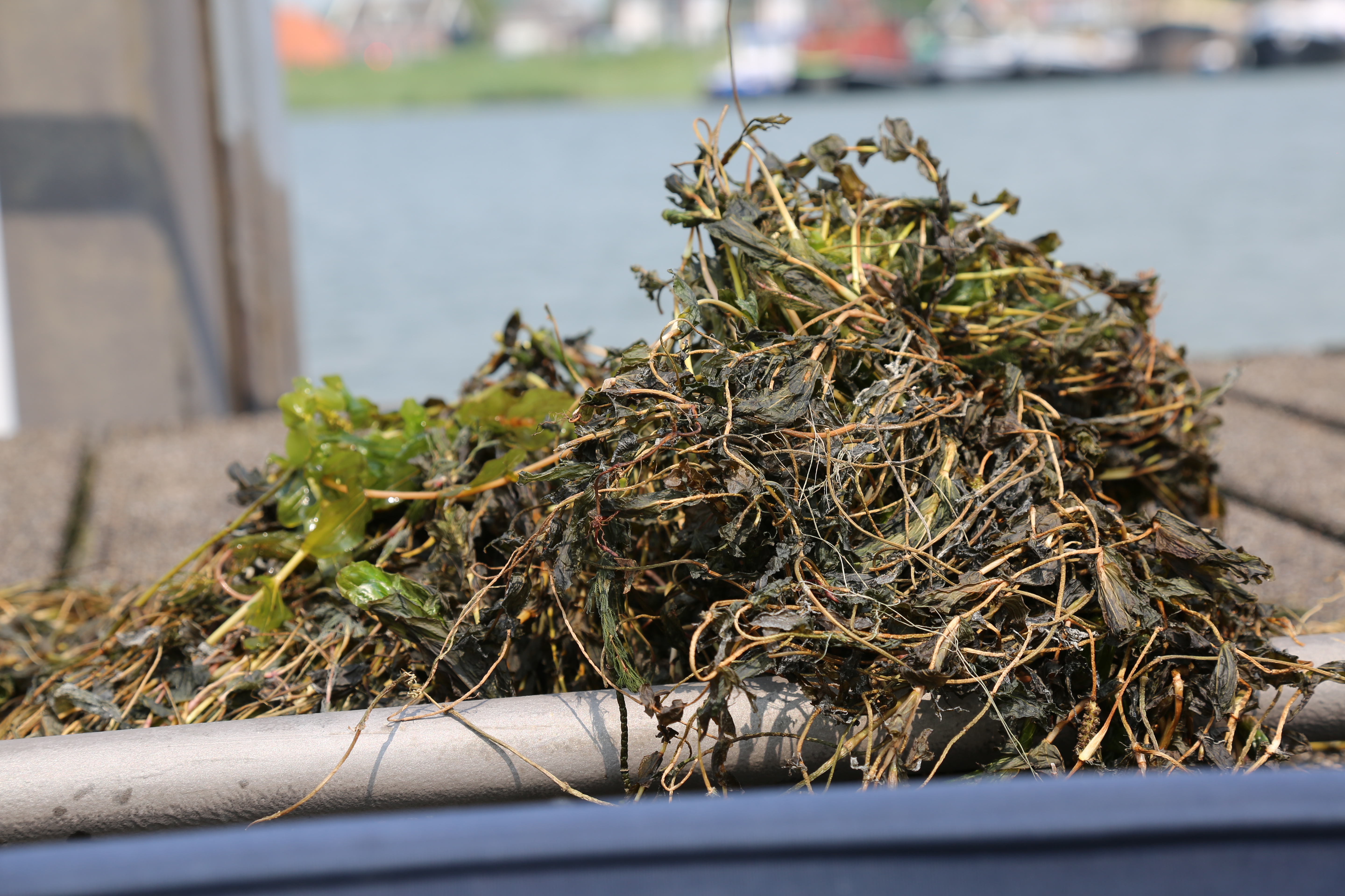 WATERSPORTSECTOR ZET BRASEM IN