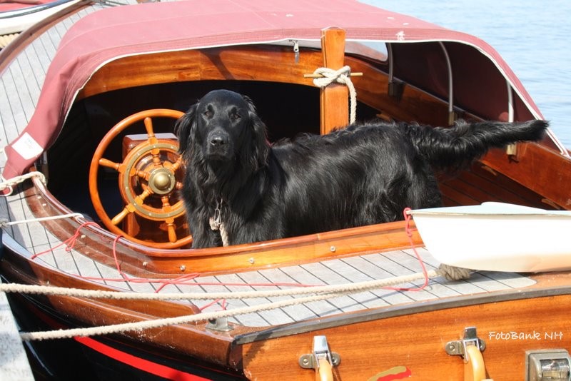 NOMINATIES LEUKSTE HONDEN JACHTHAVEN 