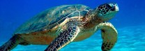 zeeschildpad12
