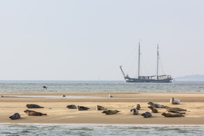 ZeehondenMetAchtergrond