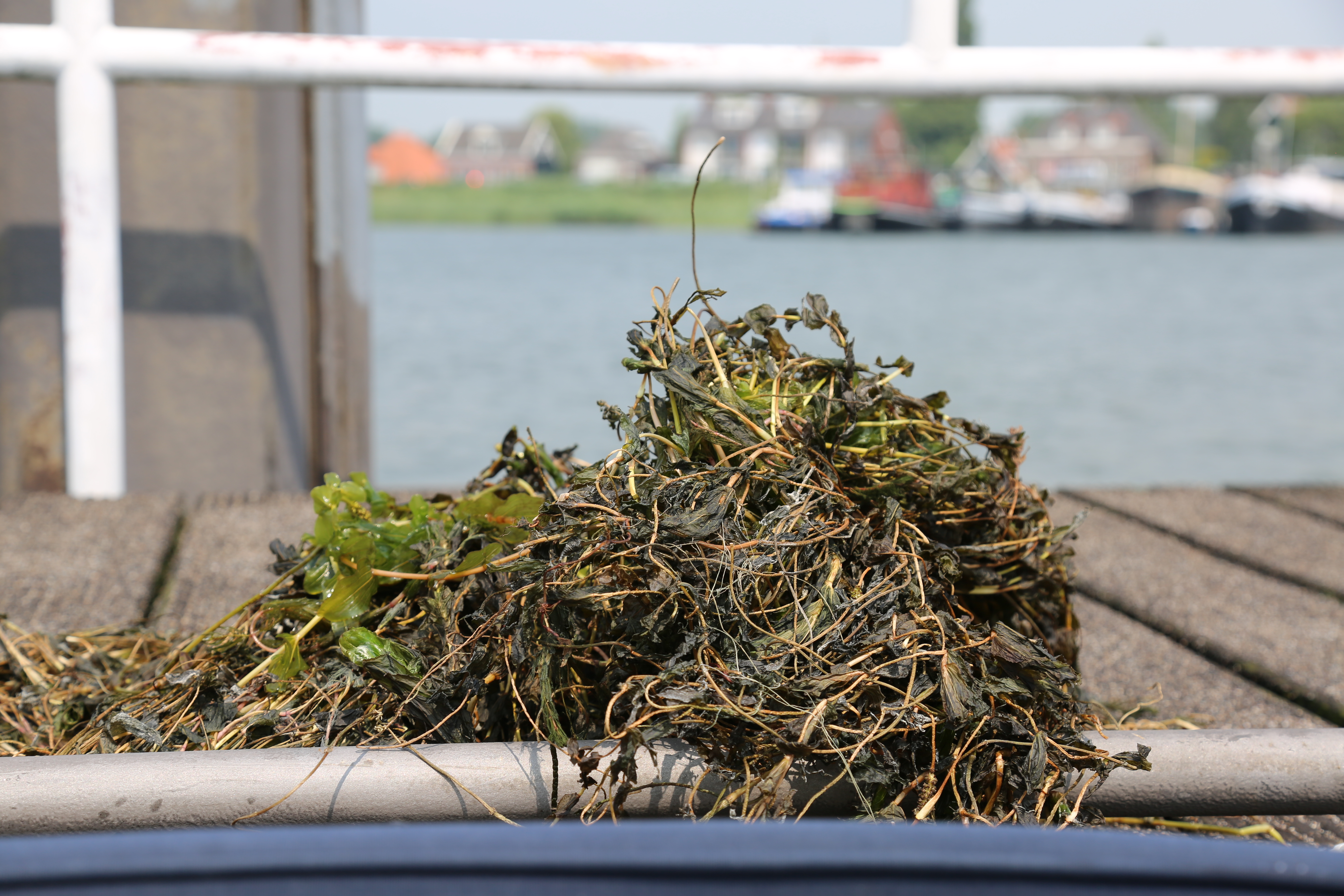 SCHADE WATERPLANTENOVERLAST