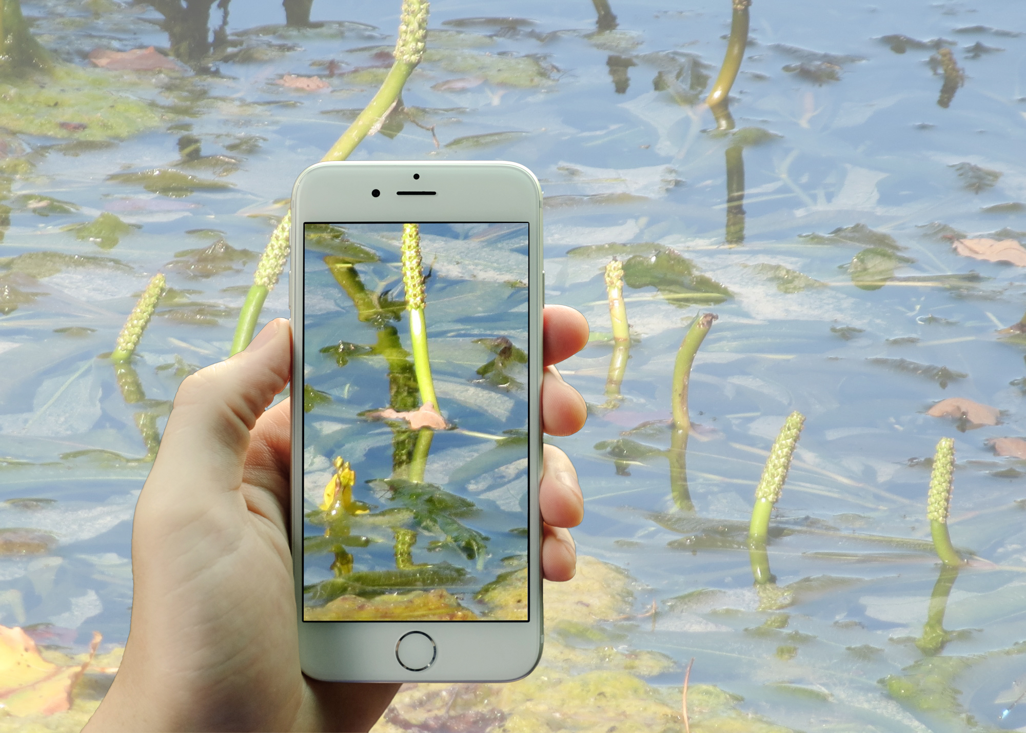 WATERPLANTMELDER ONLINE