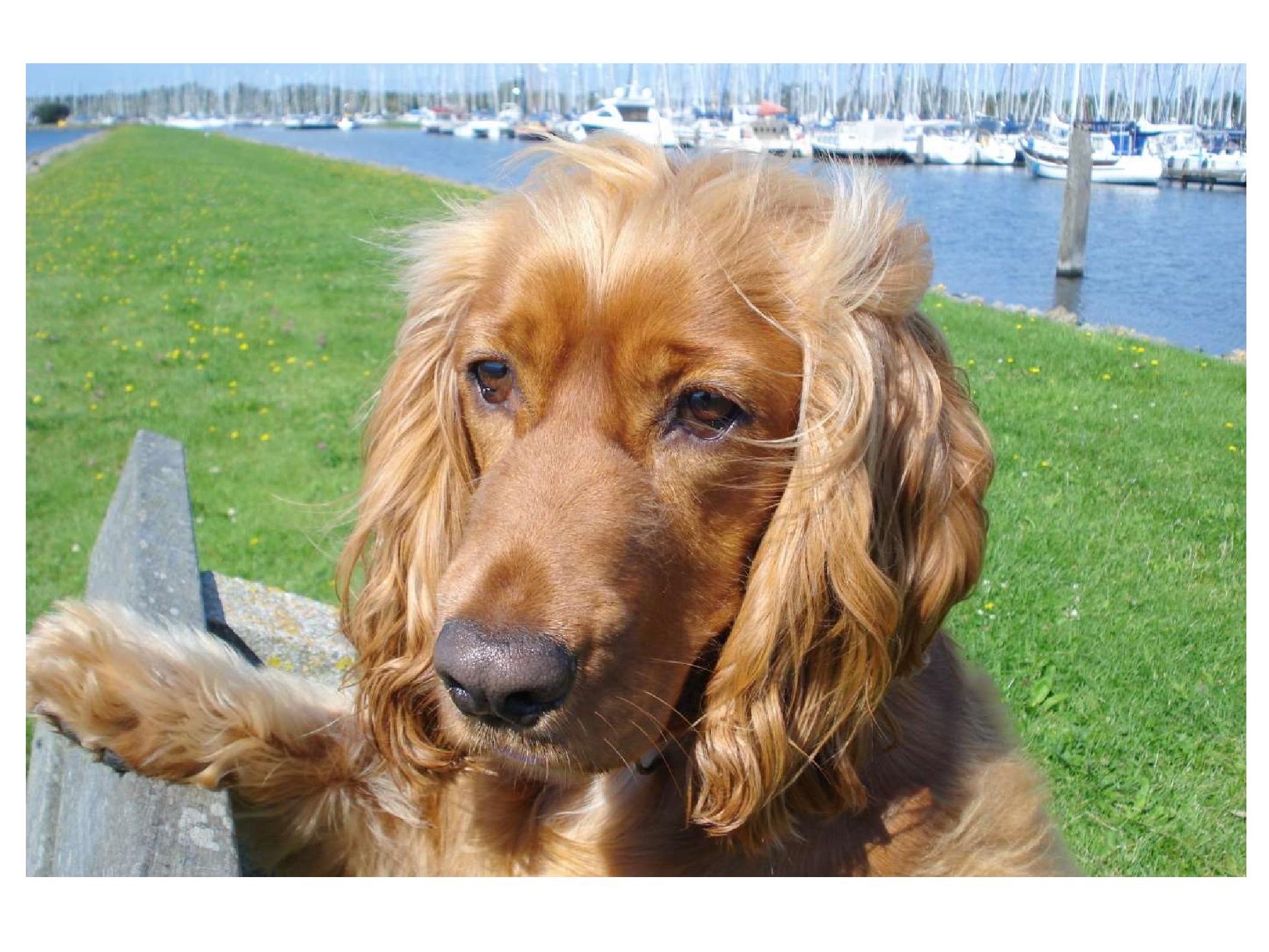 NOMINATIES LEUKSTE HONDEN HAVEN BEKEND