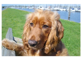 herkingen marina award 2018