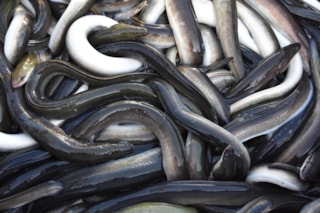 KYII Palingtransport (10)