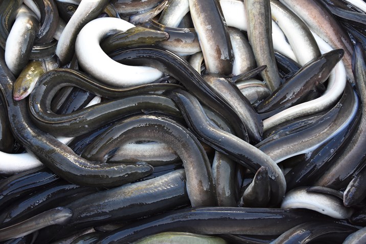 KYII Palingtransport (10)