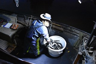 Maarten Stuurman In alle vroegte brengt visser Freerk Visserman in Heeg de paling aan boord van de aak