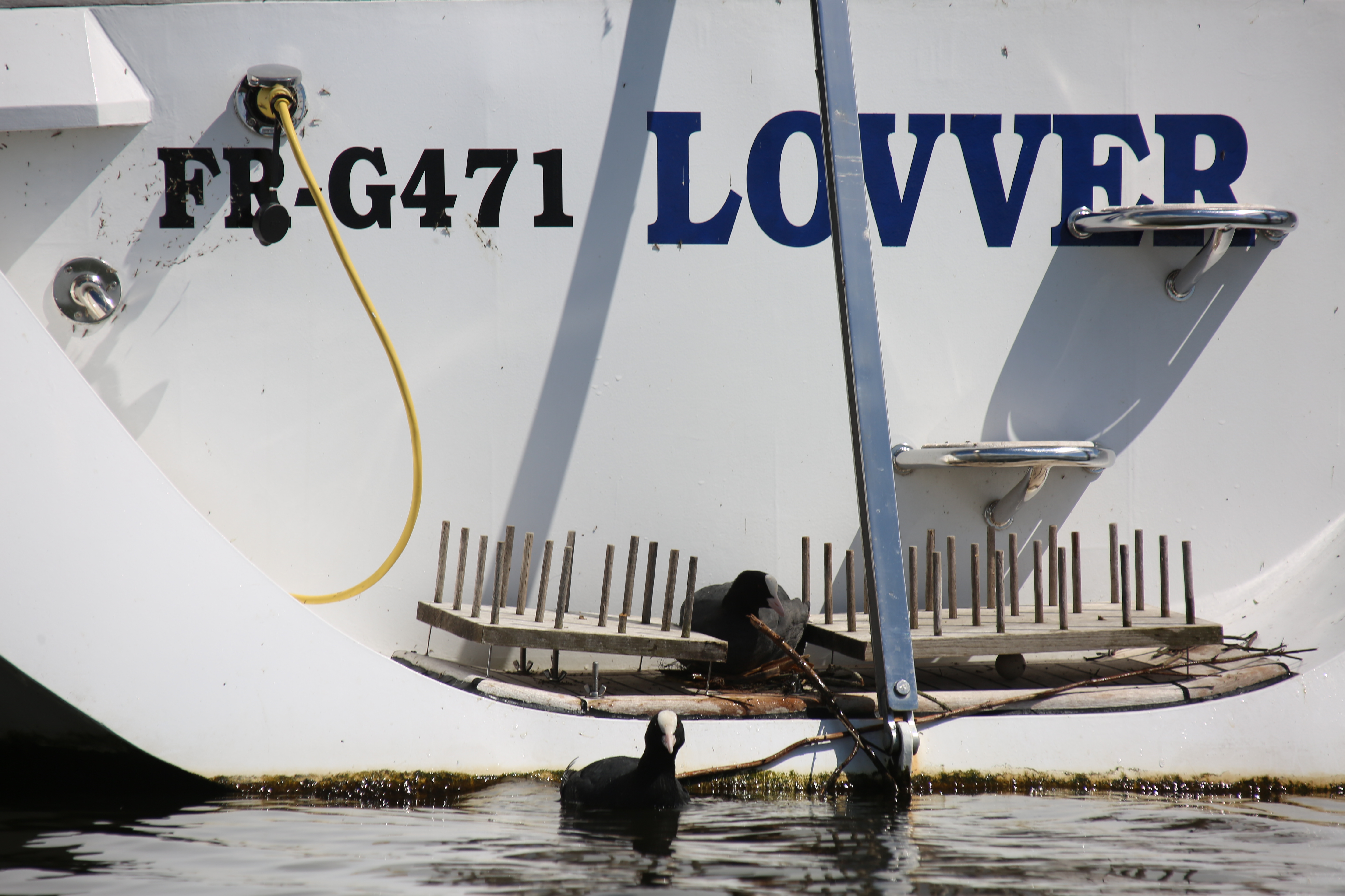 SPIJKERBED BROEDPLAATS VOOR KOET