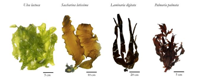 PLANNEN VOOR HOOGWAARDIGE ZEEWIERTEELT OP NOORDZEE