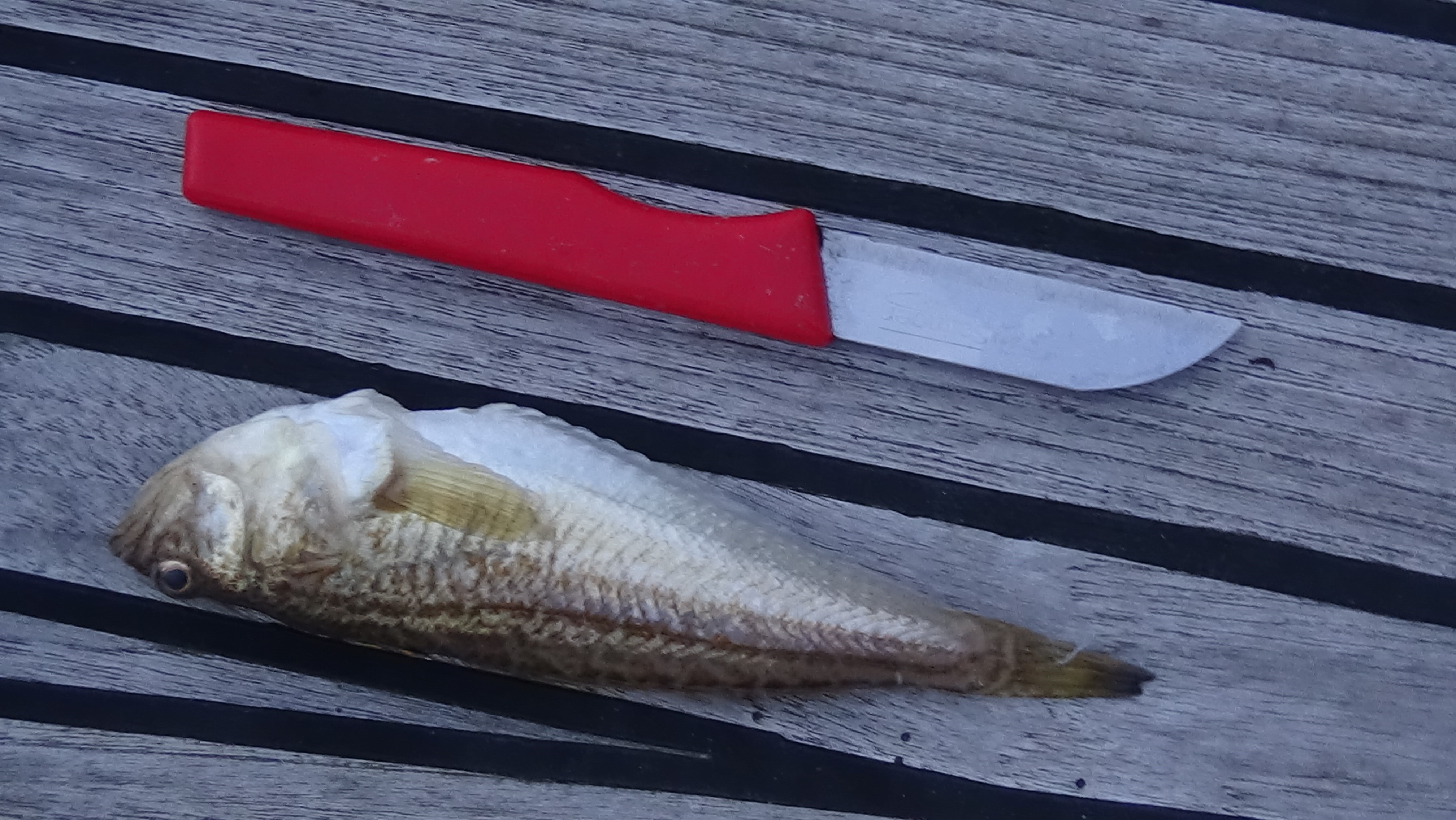 DE EERSTE SOLOTOCHT MET NIEUWE INGELING (vlog)