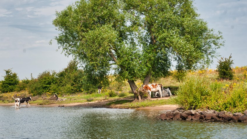 mini_Bergse Maas koeien (2)