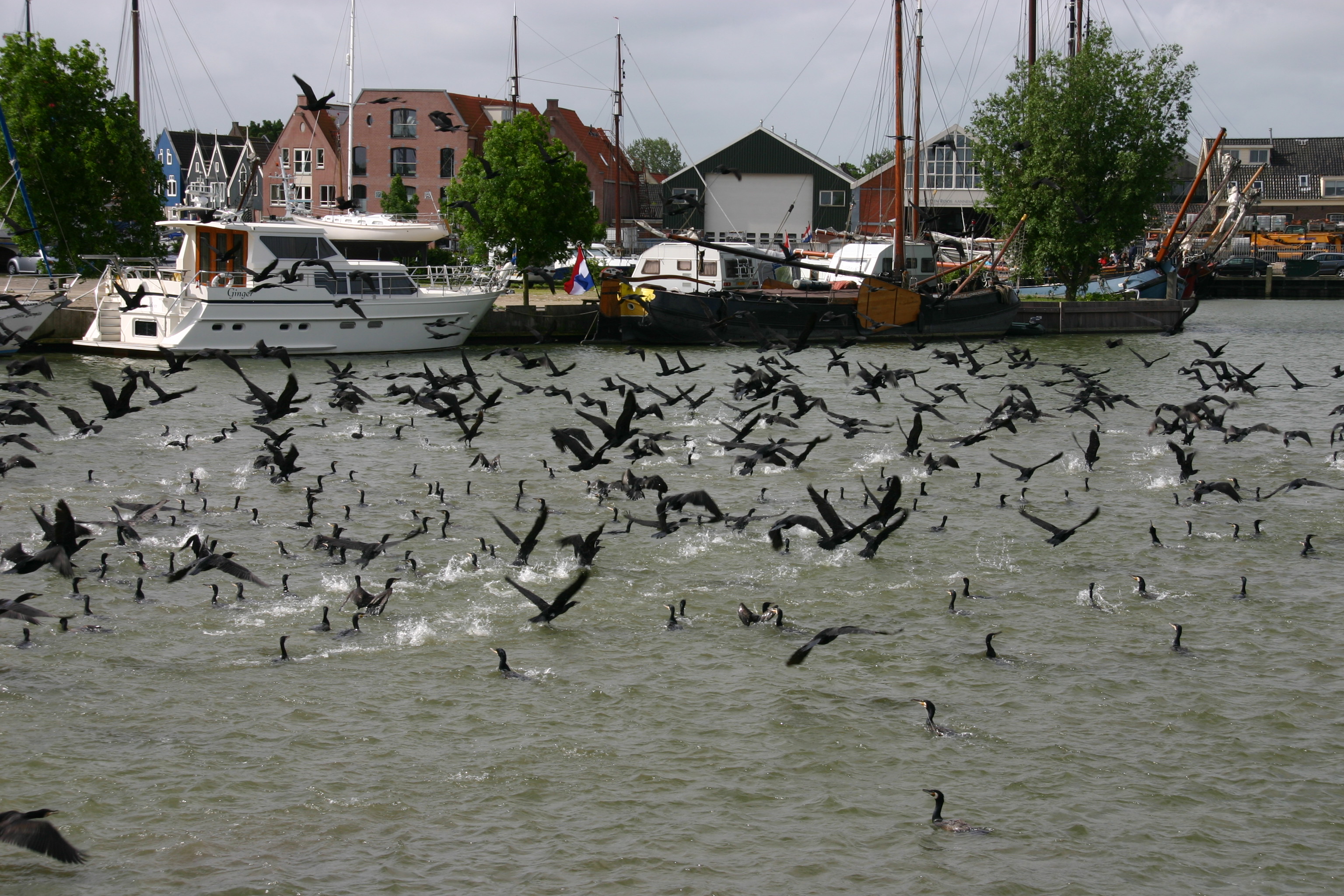 Column Evert Stel   'Vliegende koeien'