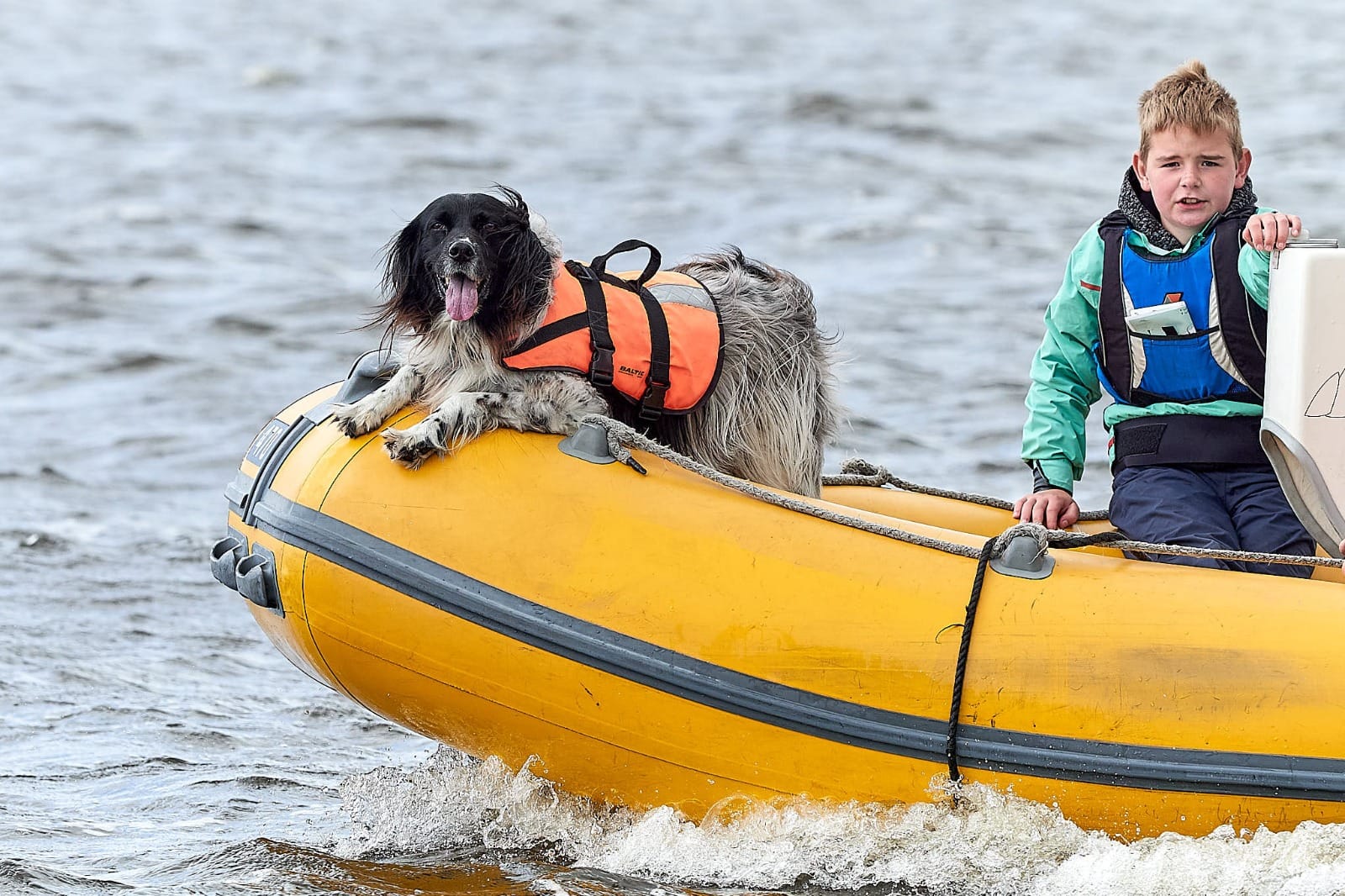 Veel positieve reacties op aankondiging serie 'Honden aan boord'