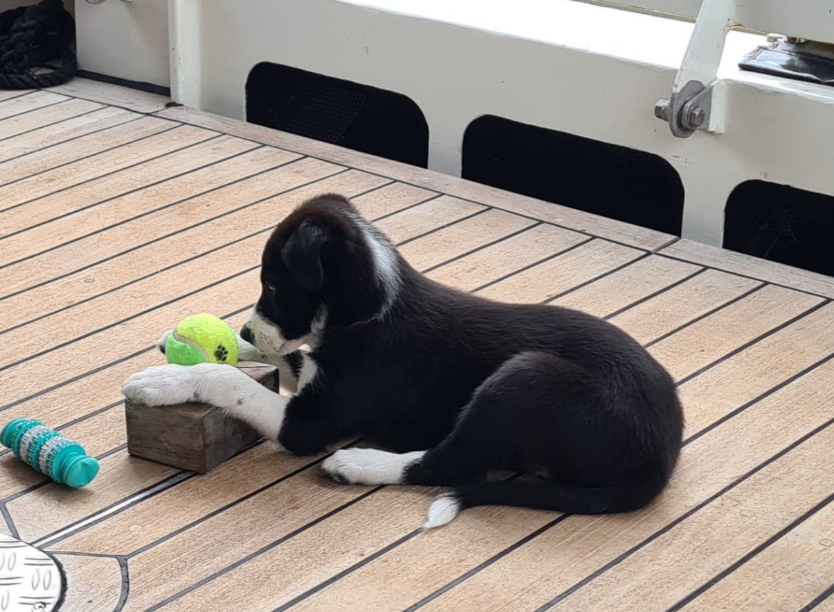 Column Evert Stel ...Scheepspup