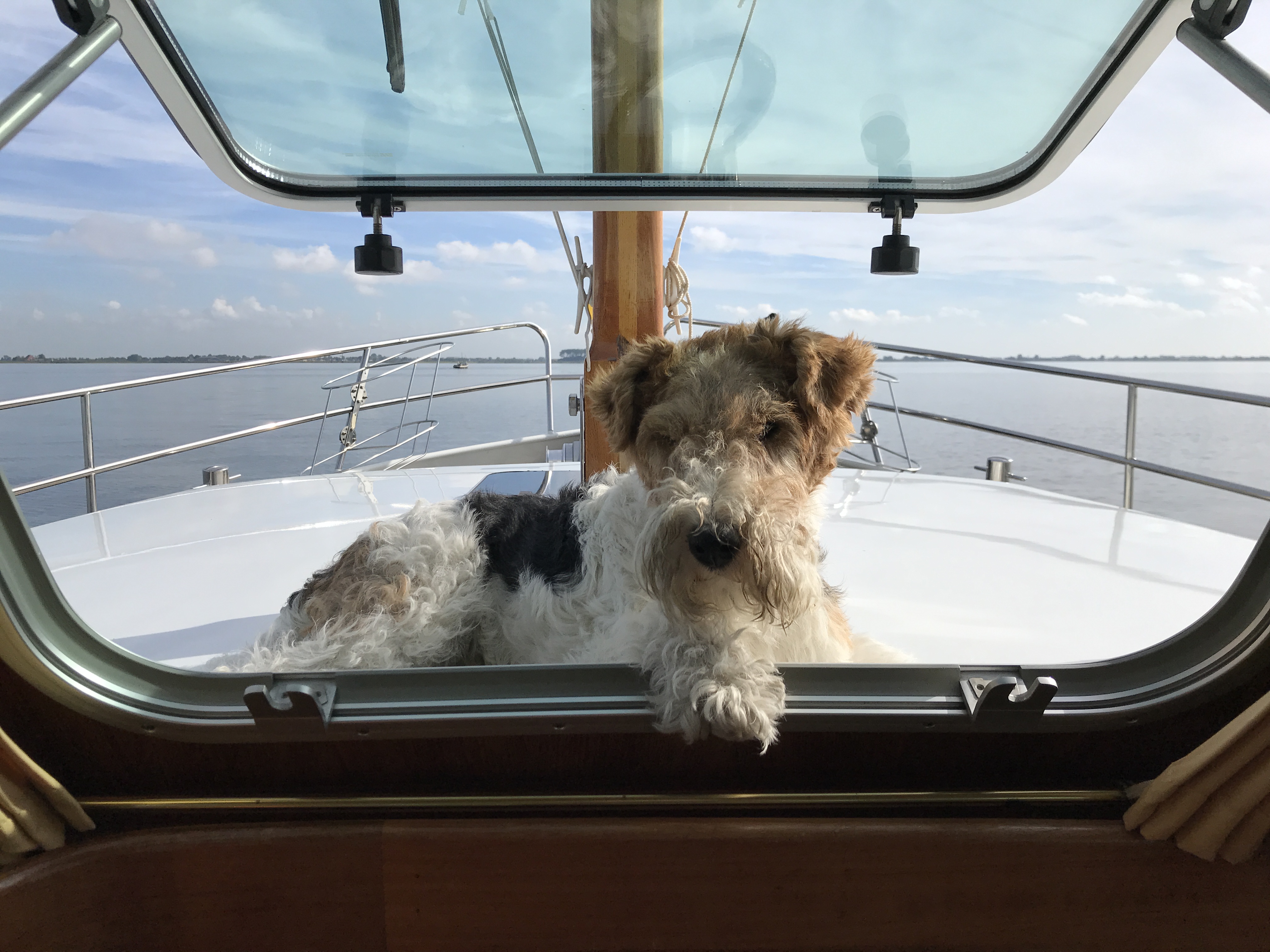 Honden aan boord...de beste maatjes op het water