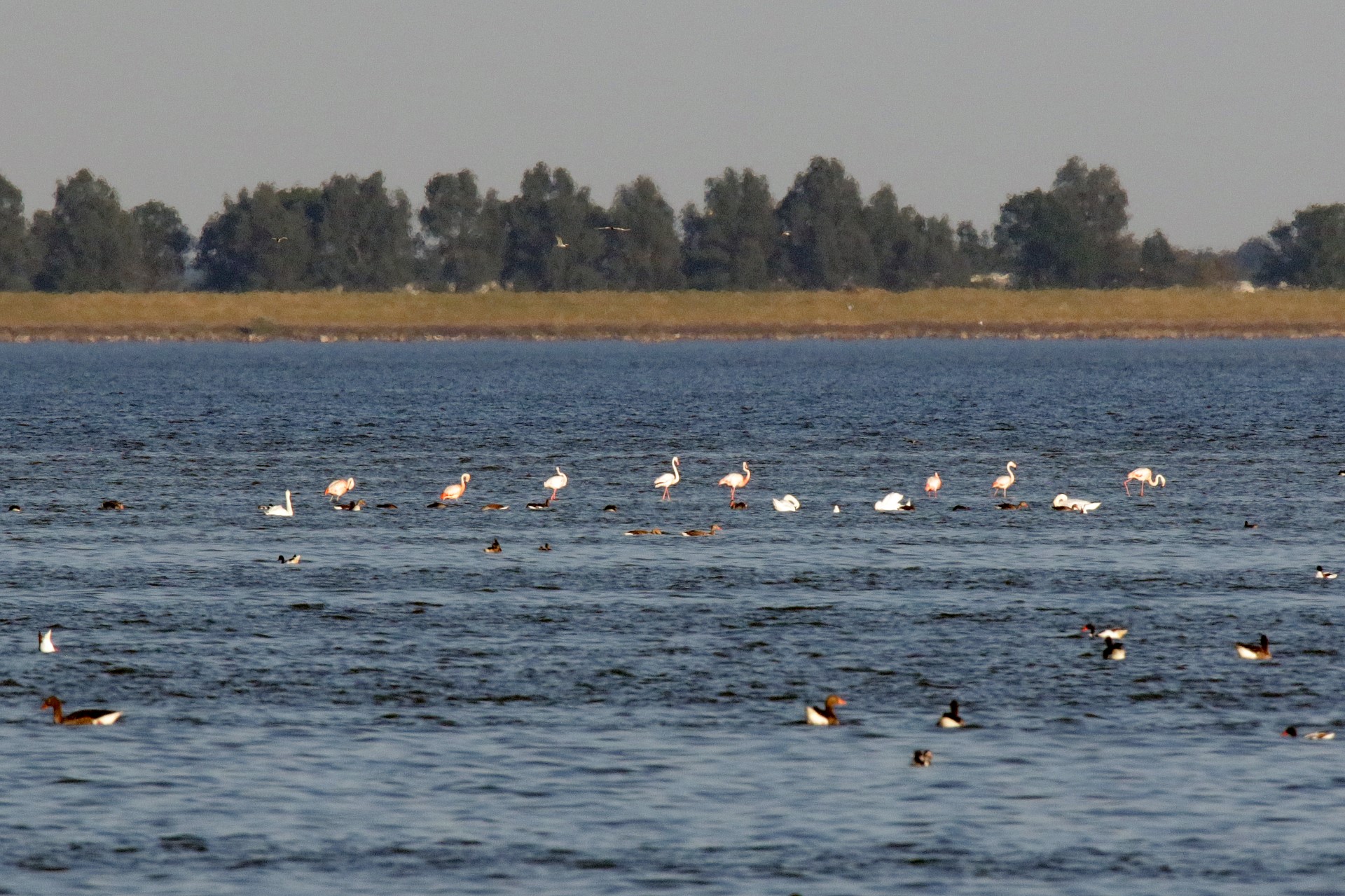 Flamingo's strijken neer in Friesland