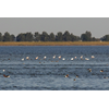 Flamingo's strijken neer in Friesland