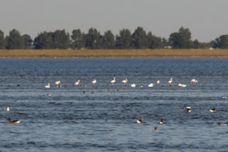 thumbnail_Flamingo's op IJsselmeer bij natuurgbebied Steilebank