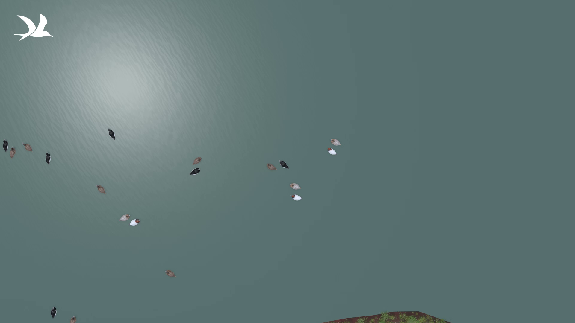 Watersporters houd rekening met de vogels