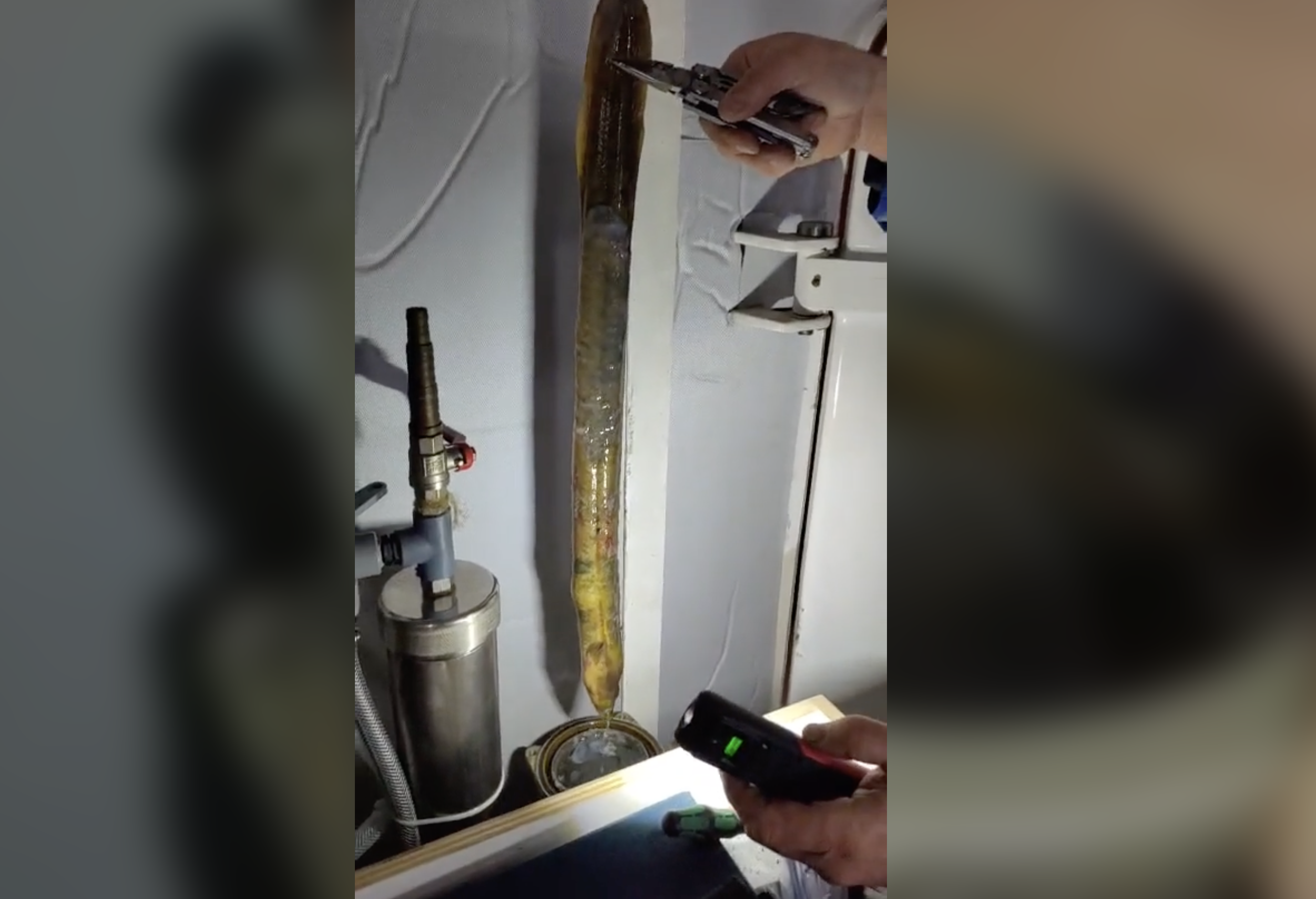 Bijzondere vangst bij scheepskeuring